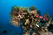 Bunte Federsterne in Korallenriff, Namena Marine Park, Fidschi