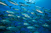 Shoal of Bigeye Trevally, Caranx sexfasciatus, Namena Marine Reserve, Fiji