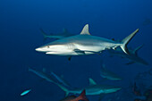 Schwarm Graue Riffhaie, Carcharhinus amblyrhynchos, Nagali, Fidschi