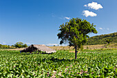 Tabakplantage im Hinterland, Punta Rucia, Dominikanische Republik