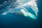 Humpback Whale, Megaptera novaeangliae, Silver Bank, Atlantic Ocean, Dominican Republic