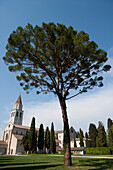 Tree and Basilica Patriarcale di Aquileia cathedral, Aquileia, Friuli-Venezia Giulia, Italy