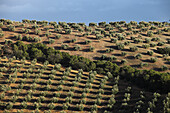 Olive trees near Montefrio, Andalusien, Spanien