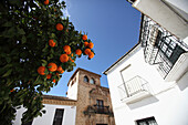Orange tree, Ronda, Malaga, Andalusia, Spain