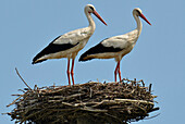 Two storks in a nest, Usedom, Mecklenburg-Western Pomerania, Germany