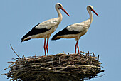 Zwei Störche in einem Nest, Usedom, Mecklenburg-Vorpommern, Deutschland