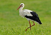 Stork, Usedom, Mecklenburg-Western Pomerania, Germany