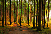 Morgenlicht im Buchenwald über den Kreidefelsen, Nationalpark Jasmund, Insel Rügen, Ostsee, Mecklenburg-Vorpommern, Deutschland