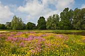 Meadow with flowers, near Greifswald, Baltic Sea, Mecklenburg-West Pomerania, Germany