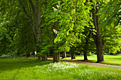 Kastanienallee und blühender Bärlauch, Schlosspark Putbus, Insel Rügen, Mecklenburg-Vorpommern, Deutschland