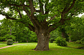 Old oak tree in the palace gardens, Schlemmin, Mecklenburg-West Pomerania, Germany