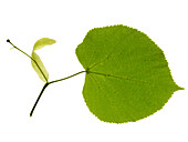 Lime tree leaf, close-up