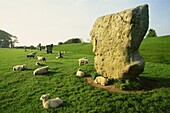 England,Wiltshire,Avebury,Avebury Stone Circle
