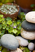Pebbles in a garden, close-up