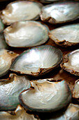 French Polynesia, shells, close-up