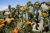 Africa, Maghreb, North africa,Morocco, wadi Nfiss valley ( Marrakech area), cactus