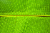 West Indies, Guadeloupe, banana tree leaf