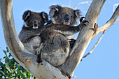 Australia, Victoria, Otway National Park, two koalas (Phascolarctos cinereus)