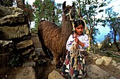 BOLIVIE, COPACABANA, Girl and llama