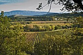 France, Provence, Vaucluse, Malaucène area, vineyards