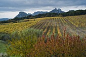 France, Provence, Vaucluse, Dentelles de Montmirail, vineyards