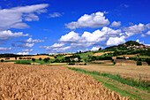 France, Auvergne, Puy de Dome, Usson, general view, wheat field