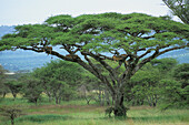 Tanzania, Serengeti, acacia tree with lions on it