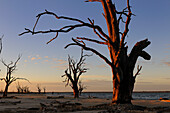 ead trees on the bank of Bonney Lake, Murray riverland, South Australia, Australia