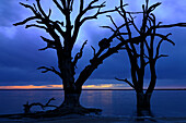 ead trees on the bank of Bonney Lake, Murray riverland, South Australia, Australia