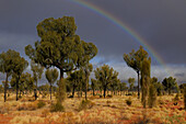 Desert Oak trees (Allocasuarina decaisneana), Northern Territory, Australia