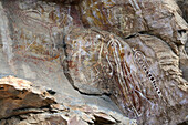 Arboriginal rock art, Nanguluwur Gallery, Nourlangie Ranges, Kakadu National Park,  Northern Territory, Australia