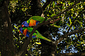 Rainbow Lorikeets pair (Trichoglossus moluccanus), Victoria, Australia