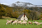 France, Midi-Pyrénées, Hautes-Pyrénées, Val d'Azun, Arcizans, sheeps