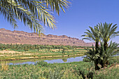 Morocco, Draa valley, palm trees
