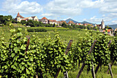 France, Alsace, Haut-Rhin, Zellenberg, vineyards