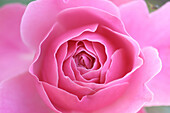 Close-up of pink rose bud