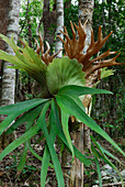 Australia, Queensland, Eungella National Park, elkhorn fern (Platycerium bifurcatum)