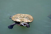 Australia, Queensland, Eungella National Park, freshwater turtle