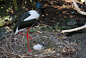 Australia, Queensland, black-necked stork (Ephippiorhynchus asiaticus)