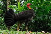 Australia, Queensland, Wooroonooran National Park, Australian Brush-turkey (Alectura lathami)