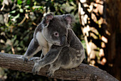 Australia, Queensland, koala (Phascolarctos cinereus)