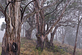 Australia, Queensland, Bunya Mountains National Park, eucalyptus forest in the mist