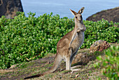 Australia, New South Wales, Hat Head National Park, Eastern Gray Kangaroo (Macropus giganteus)