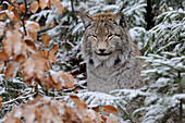 Germany, Bavarian forest national park, eurasian lynx (Lynx lynx)