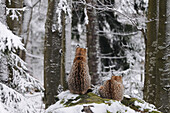 Germany, Bavarian forest national park, eurasian lynx (Lynx lynx)