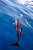 Yemen, Socotra, dolphins under water