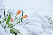 France, Ile de France, Yvelines, Versailles castle, tulips in the park in winter