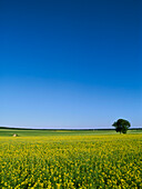 France, Burgundy, Cote d'Or, tree in a colza field