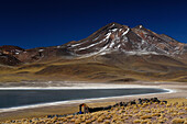 Chile, San Pedro de Atacama, Laguna and volcano Miscanti, refuge in the foreground