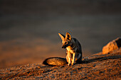 Chile, Pan de Azucar national park, fox, sunset